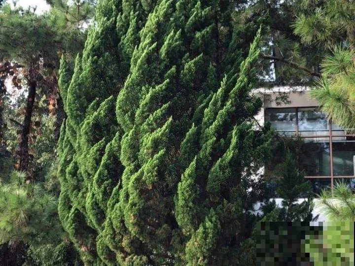 大院子养点大气花，超级有格调，漂亮的中国风