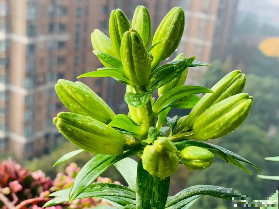 8种花开始慢慢睡醒了， 现在长得正旺，多浇水施肥， 开花更多！