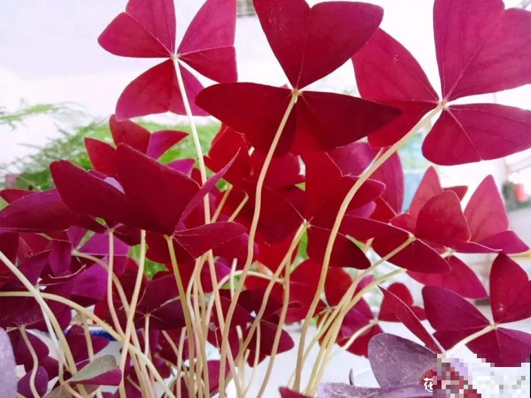 5月出门,收下这份百花图谱,啥花都能叫上名! 5月出门,收下这份百花图谱,啥花都能叫上名!