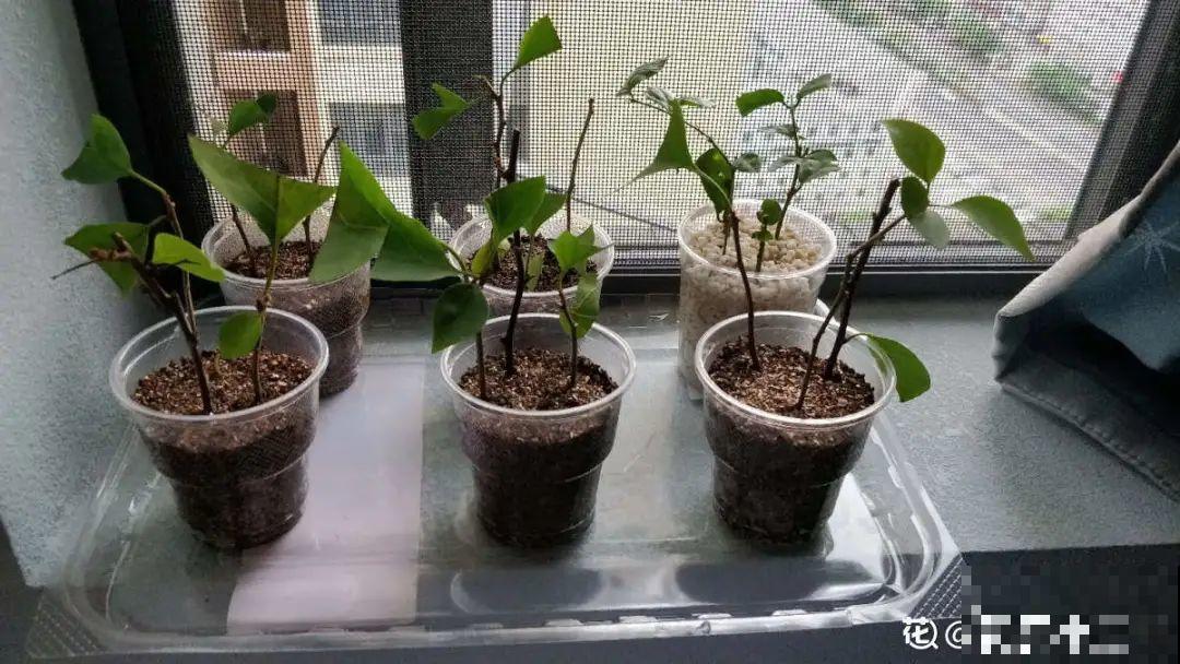 9层楼高的三角梅，足足养了28年，不得不服！