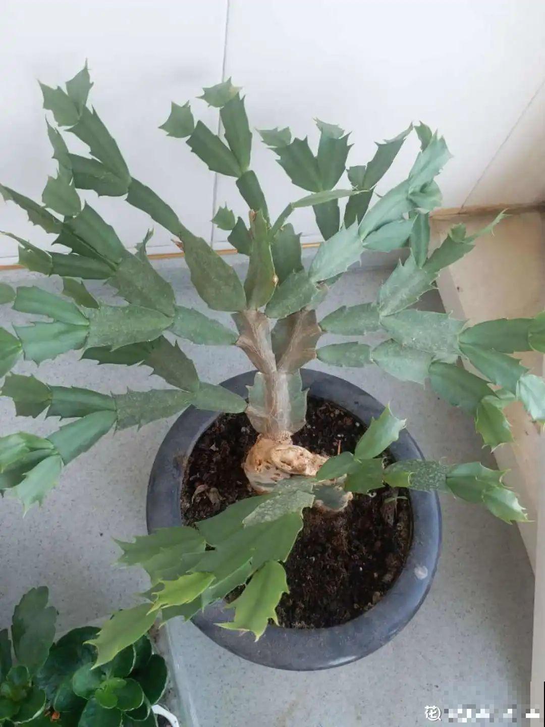 天热了,8种花要休眠,要少浇水 天热了,8种花要休眠,要少浇水