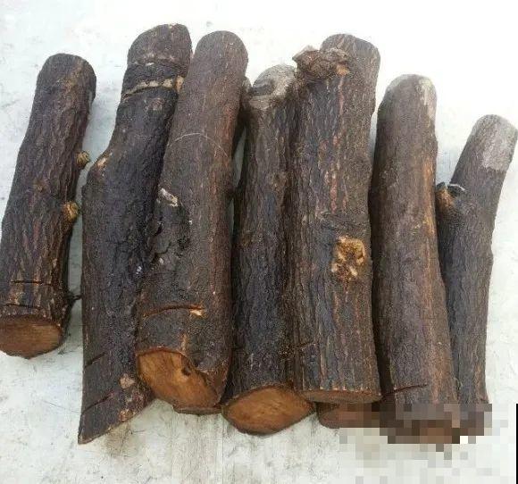 春天的大粗杆子，直接插土里，很快就生根