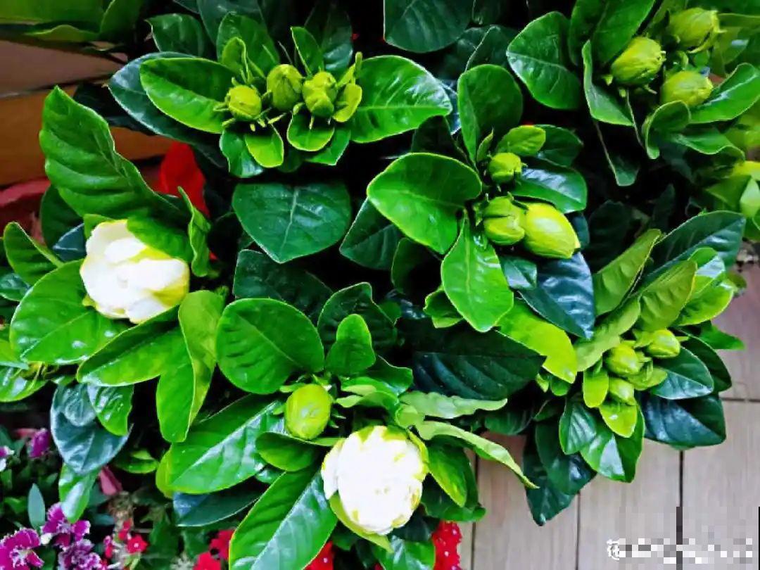 花市里买花,巧认识“激素苗”,买花不上当 花市里买花,巧认识“激素苗”,买花不上当