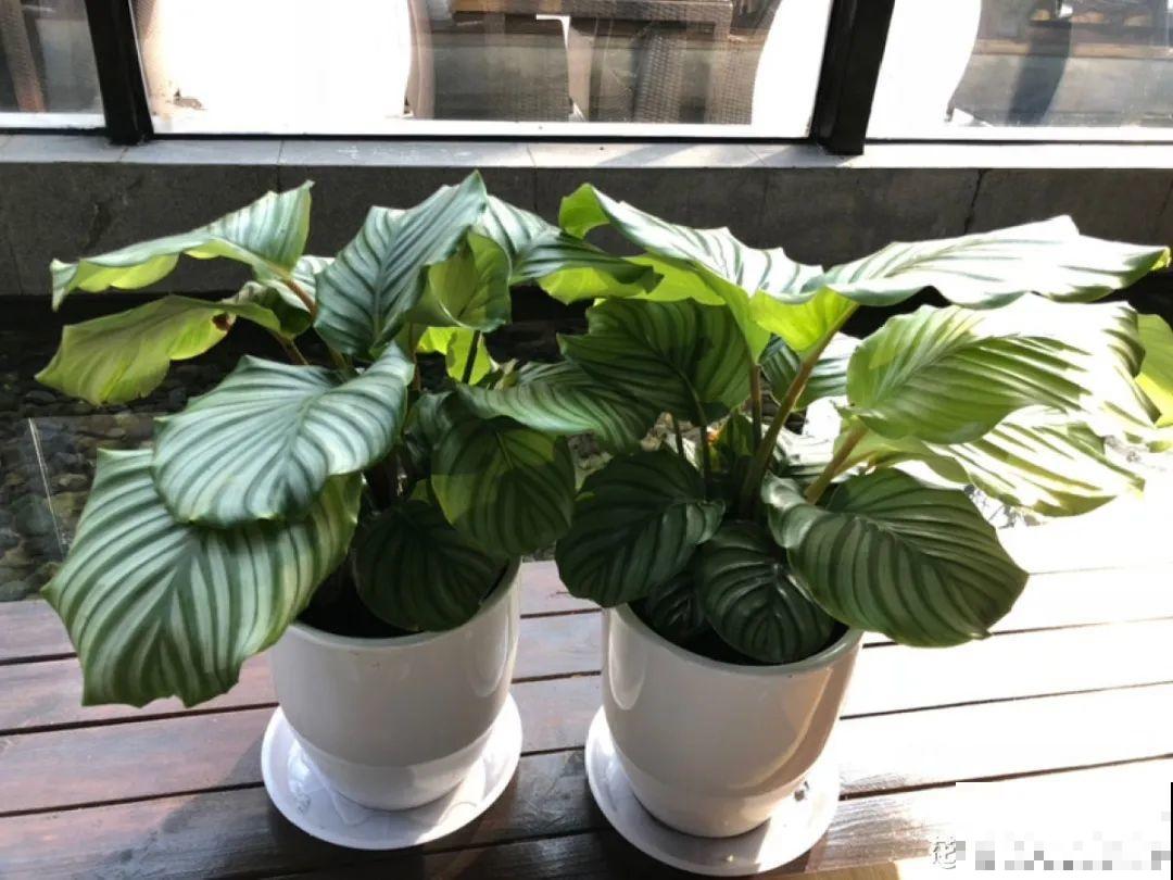 天热了，20种花最怕浇水，浇得越多，死得越快！