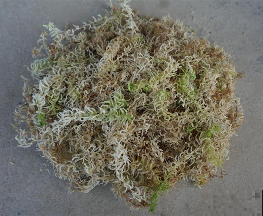 山上水沟里常见的水苔,拿来养花好处多,干净保水,效果也好 山上水沟里常见的水苔,拿来养花好处多,干净保水,效果也好