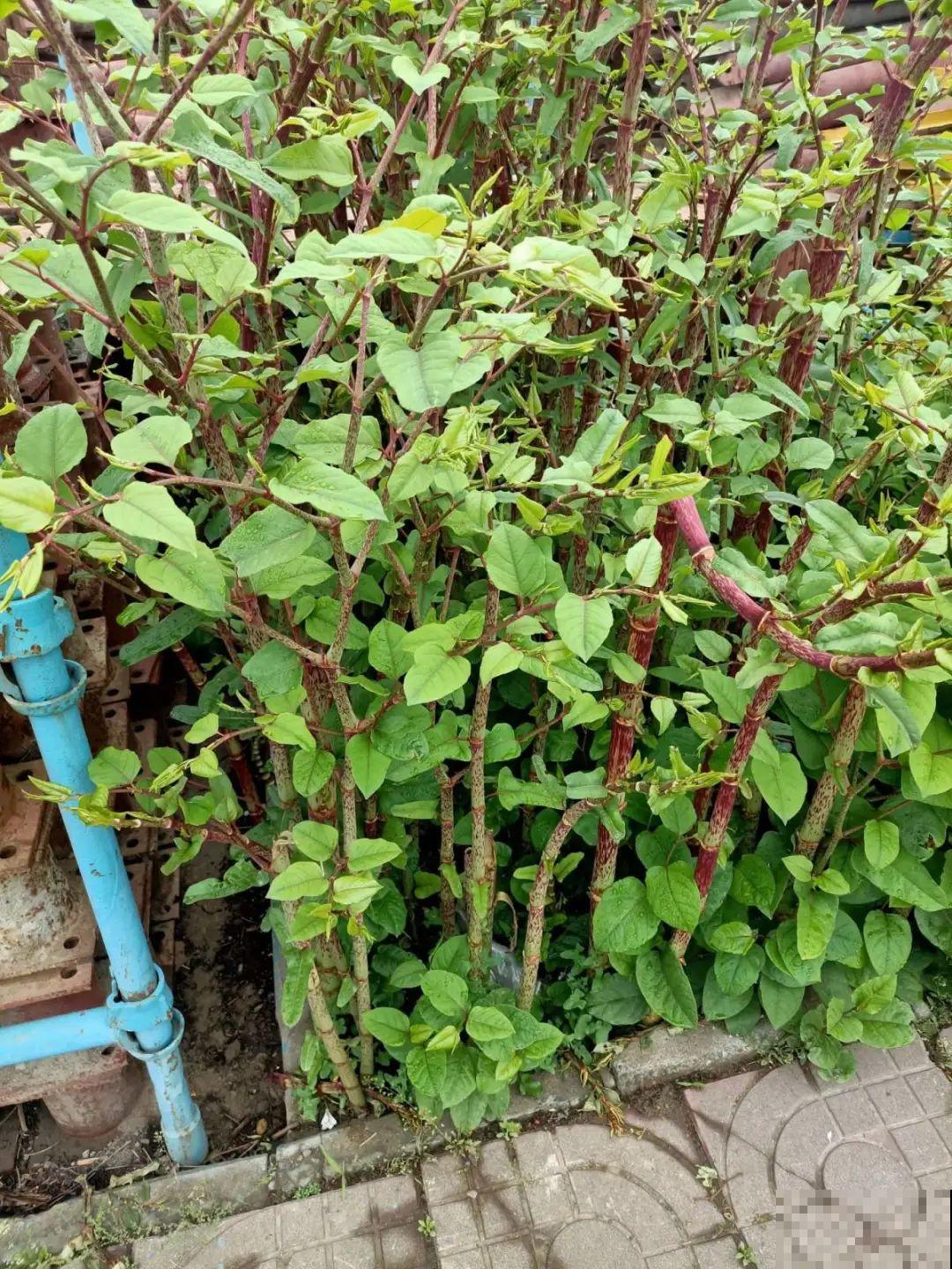 院子长出9种草，看到就铲除，留着就是大祸害