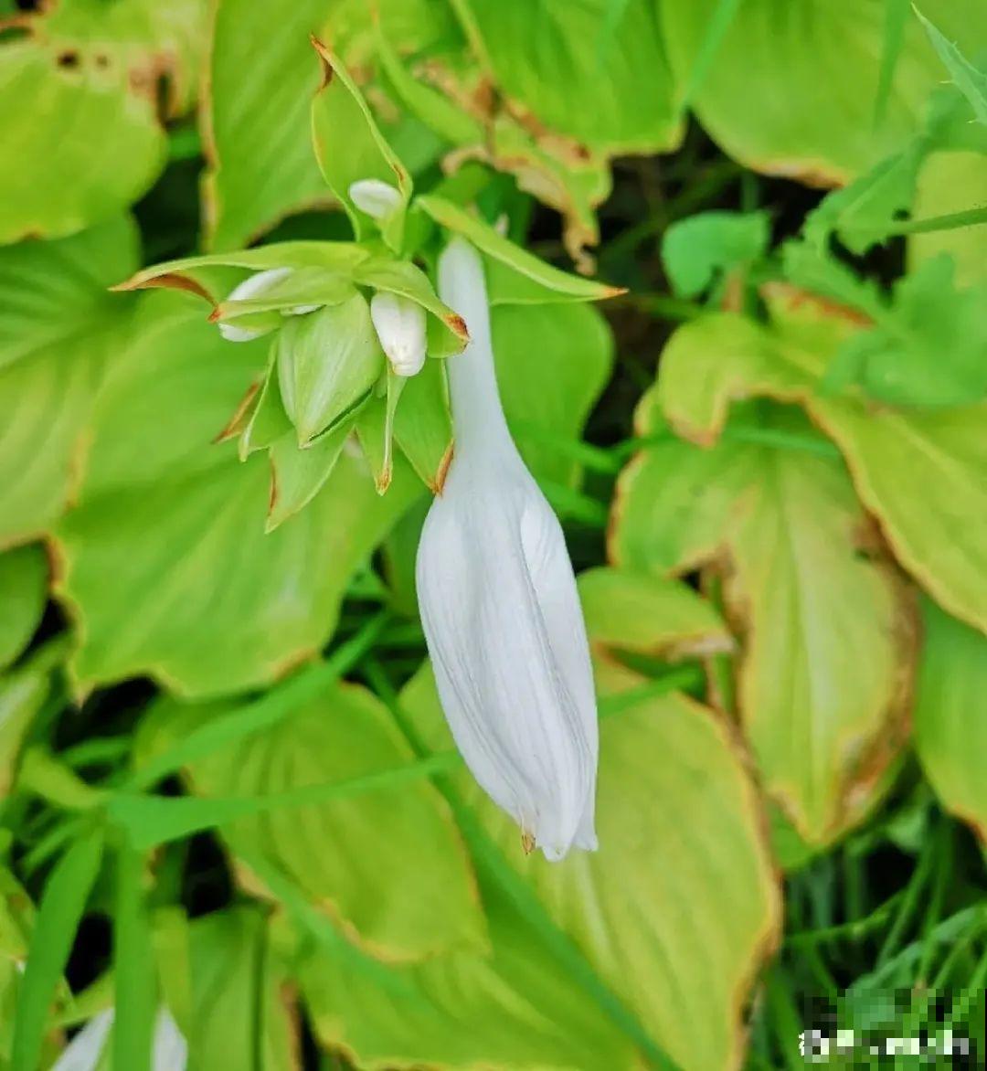 夏天怕晒的花,赶紧搬到阴凉地儿,再晒成枯杆了 夏天怕晒的花,赶紧搬到阴凉地儿,再晒成枯杆了