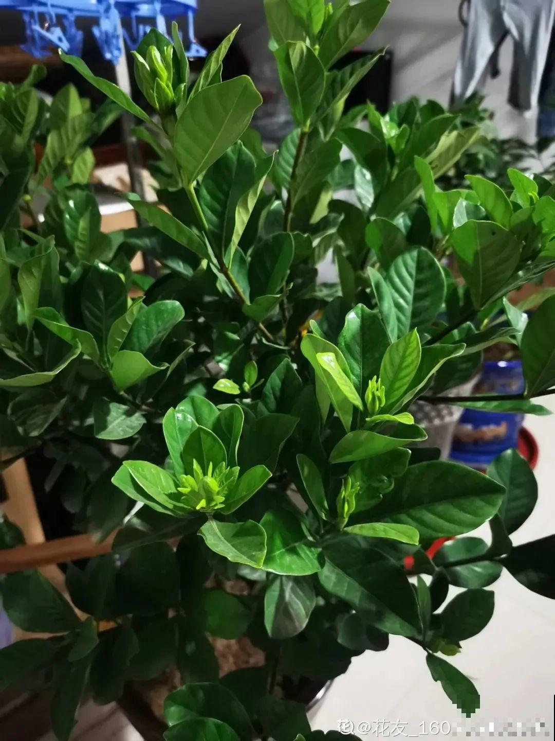 栀子花是个老酒鬼，给它喝点酒，叶子油亮开花更香