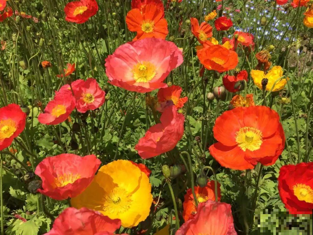 20种花不用买，开完花等20天，爆出好多种子！