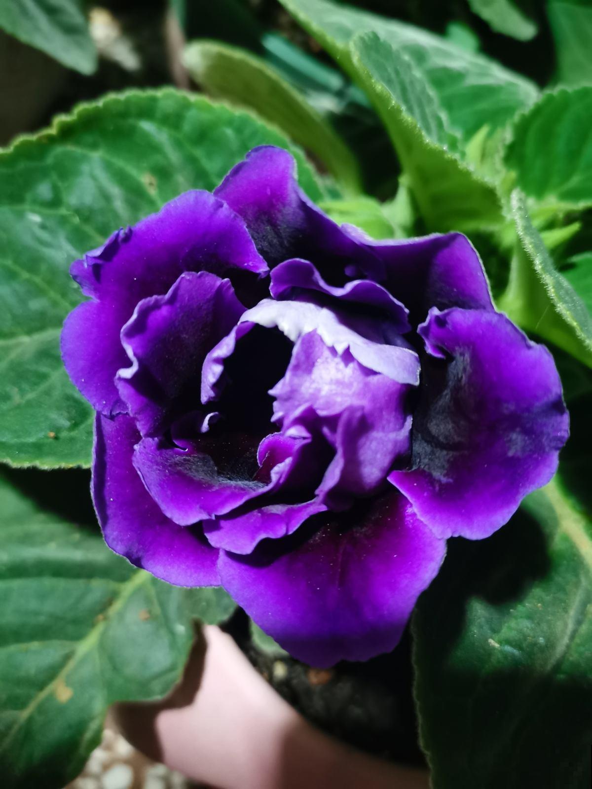 大岩桐养不好,掌握这些技巧,新手养爆盆! 大岩桐养不好,掌握这些技巧,新手养爆盆!