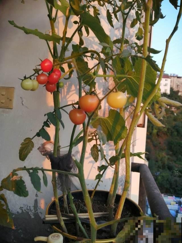 适合养在家里的果树，种上一棵，咕噜咕噜结果子