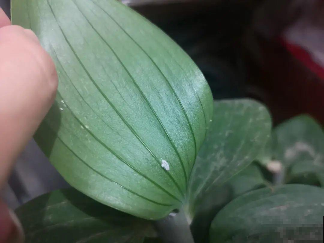 自制杀虫剂，7天喷一次，养花特干净