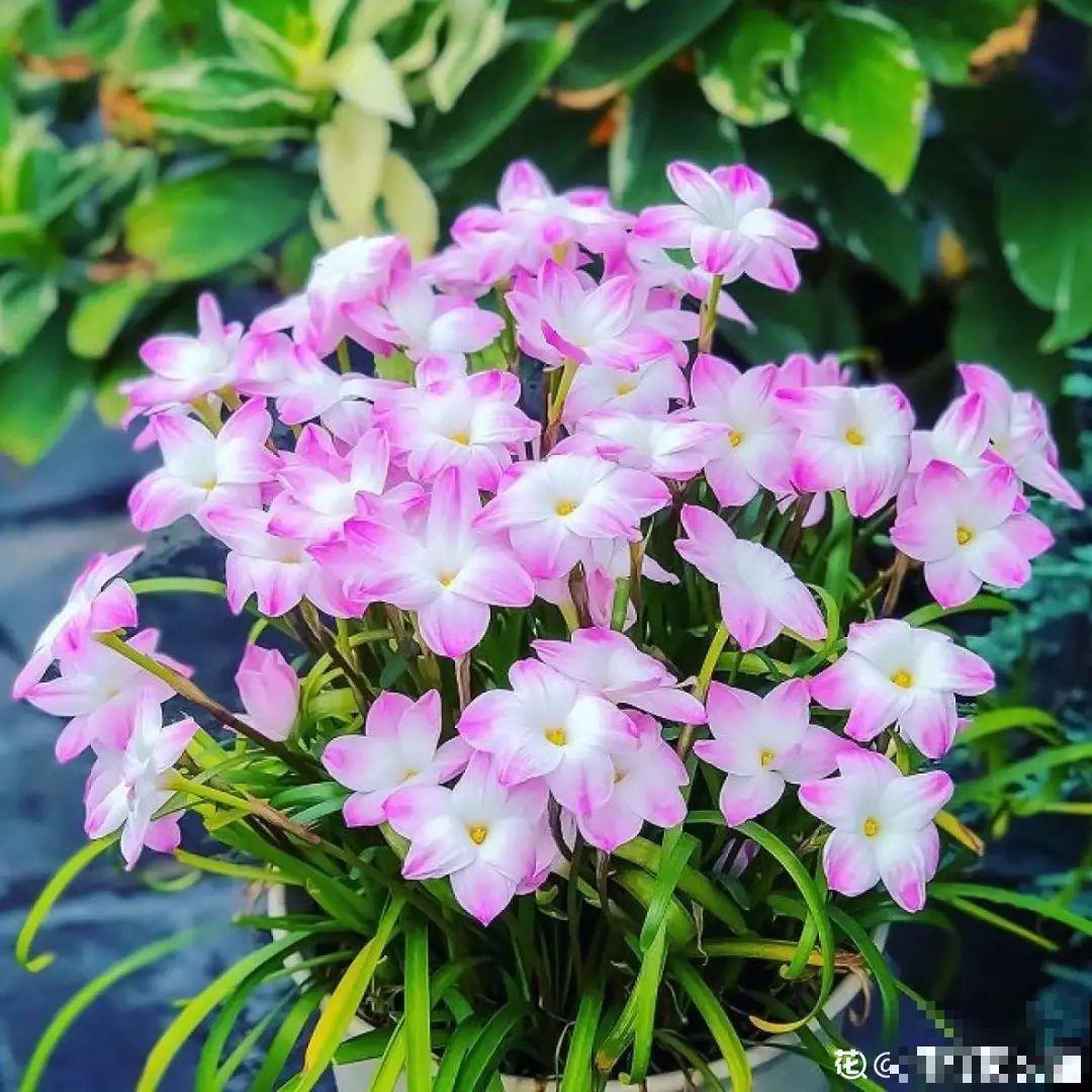 家里养盆香水花,满屋子飘香,还能净化空气 家里养盆香水花,满屋子飘香,还能净化空气
