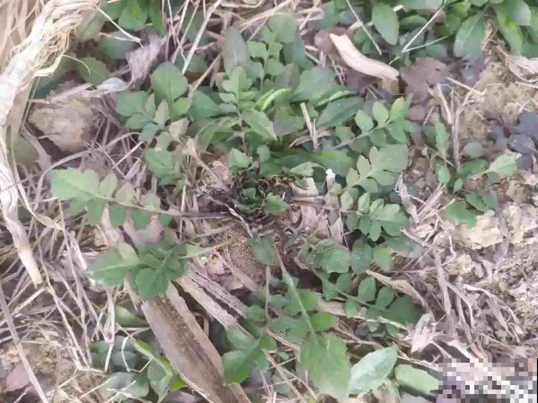 春天的野菜大全，小心辨认，千万别挖错了