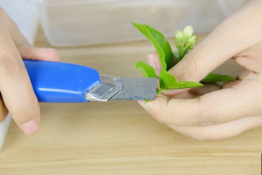 11种常见花，现在扦插，成活率特高