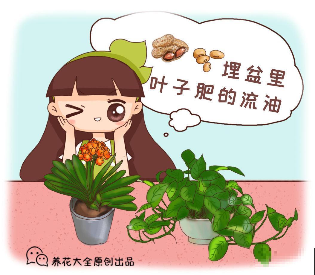 土壤板结，加这2样东西，土变疏松还肥得流油！