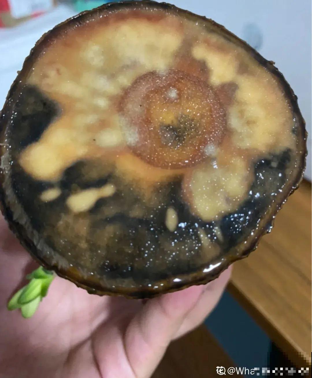 半死不活的花,扔水里,突然长疯了 半死不活的花,扔水里,突然长疯了