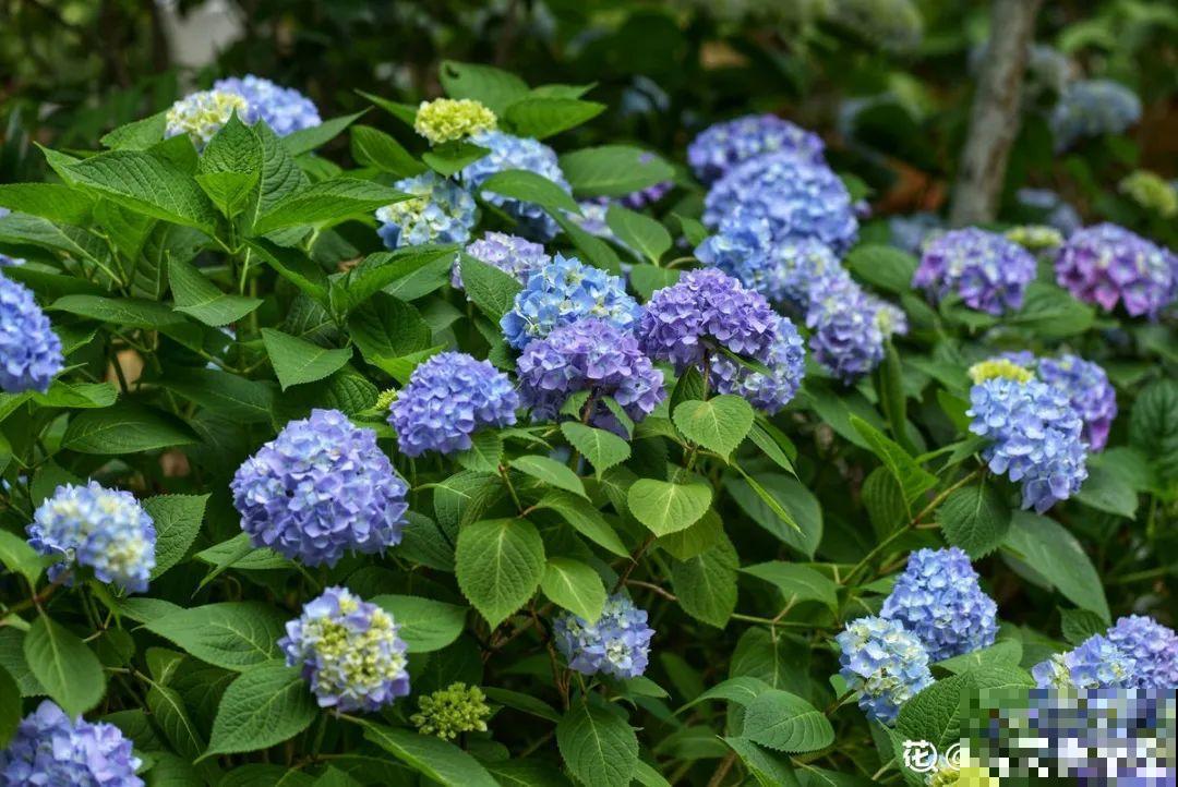 花园“三剑客”，可不太好养，能养好的都是高手