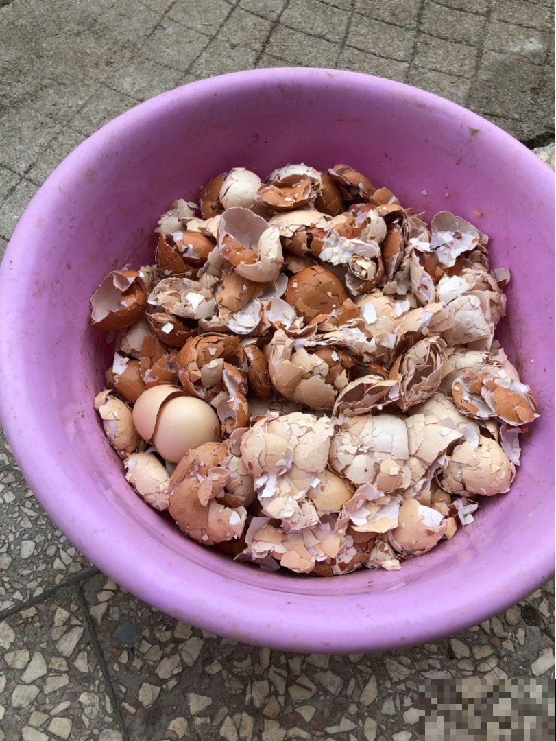 养了满院子的花，一问有什么诀窍，原来都是靠捡！