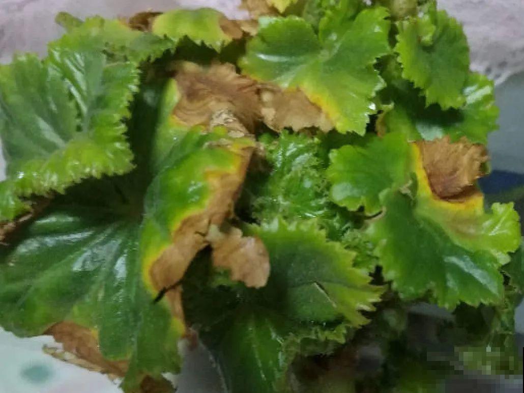 最怕晒的10种花,赶快搬进屋,否则会死掉 最怕晒的10种花,赶快搬进屋,否则会死掉