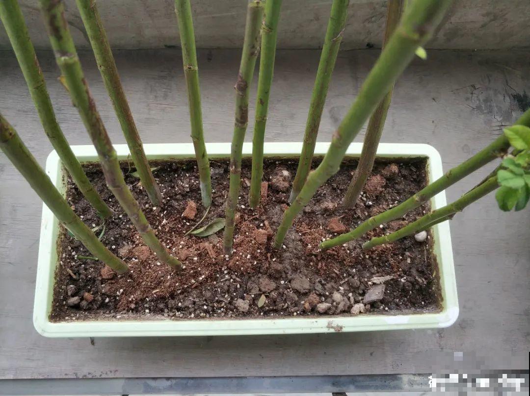 月季剪根枝绑在光杆子上，养成棒棒糖，谁见都喜欢