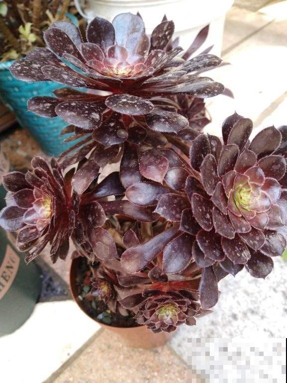 能长成“小树”的多肉，养得越久长得越壮，老桩看着真喜人