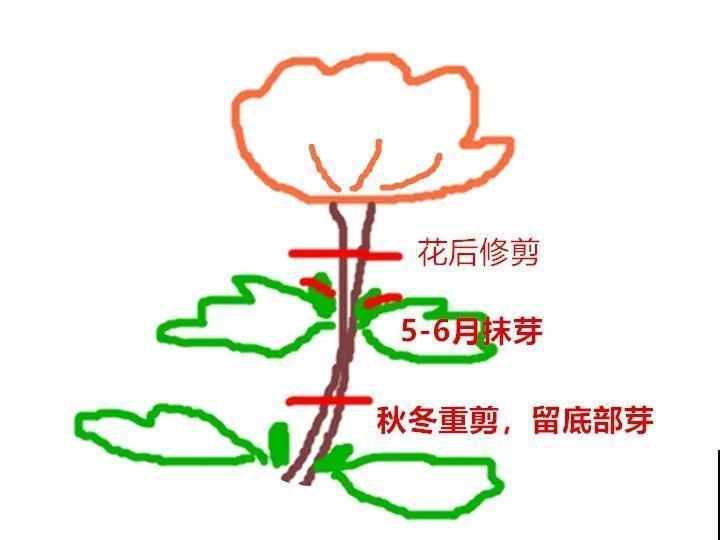 花开完了,别急着扔,好好养还能活几十年 花开完了,别急着扔,好好养还能活几十年