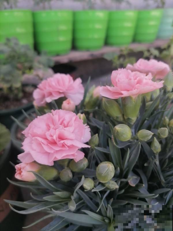 人人都知道的母亲花，开花鲜艳好看，花期超长