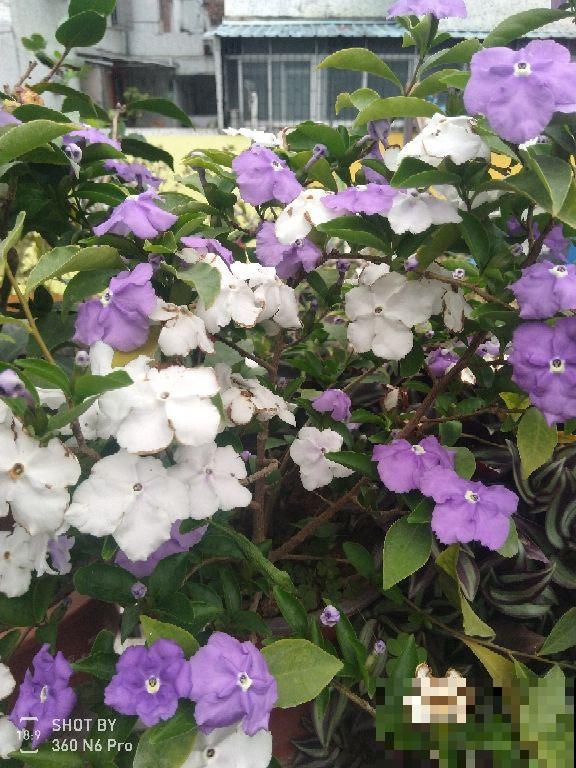 一盆花开出三个颜色，能变色的花特神奇，现在养正是开花季