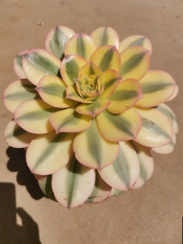 天气热了,植物开始休眠,现在就要少施肥 天气热了,植物开始休眠,现在就要少施肥