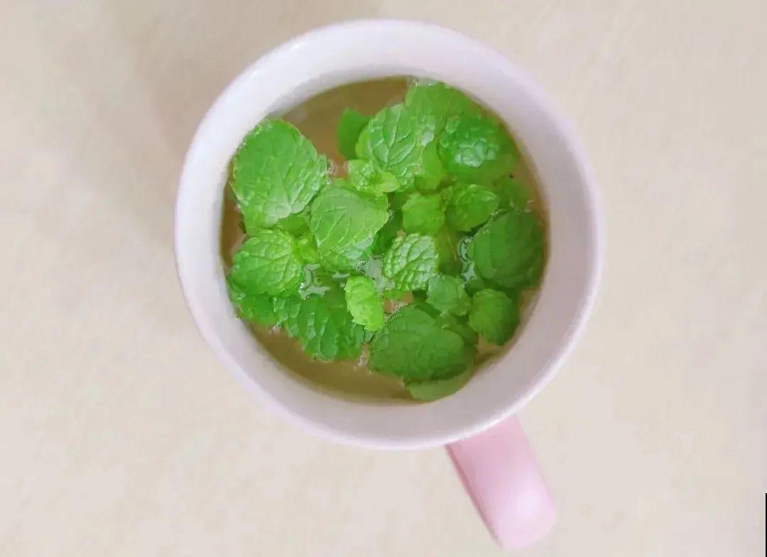 春天开始养薄荷， 等到天热了，爆出一大盆