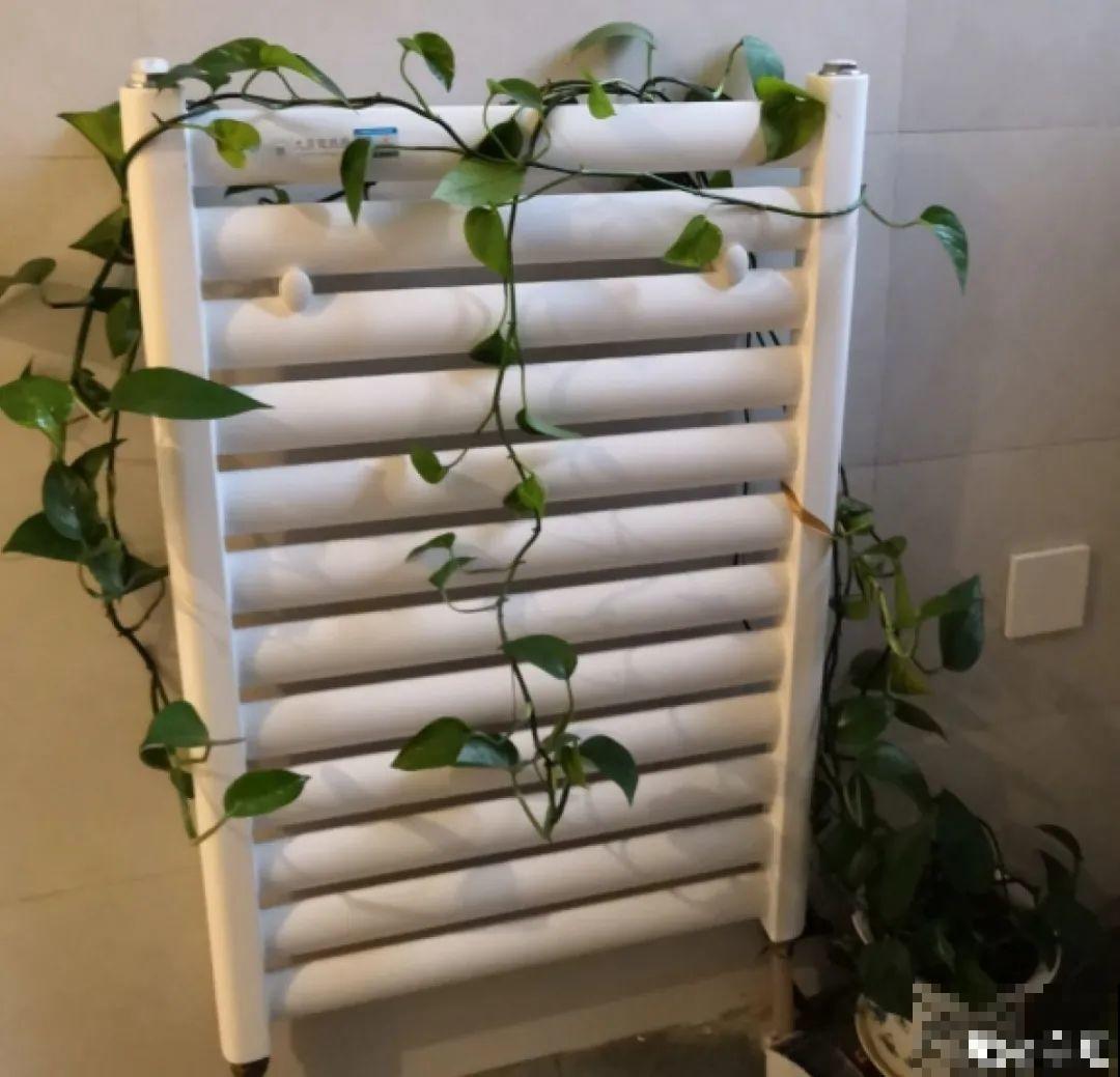 适合大门口养的花，开花时间要长，开花也要大气