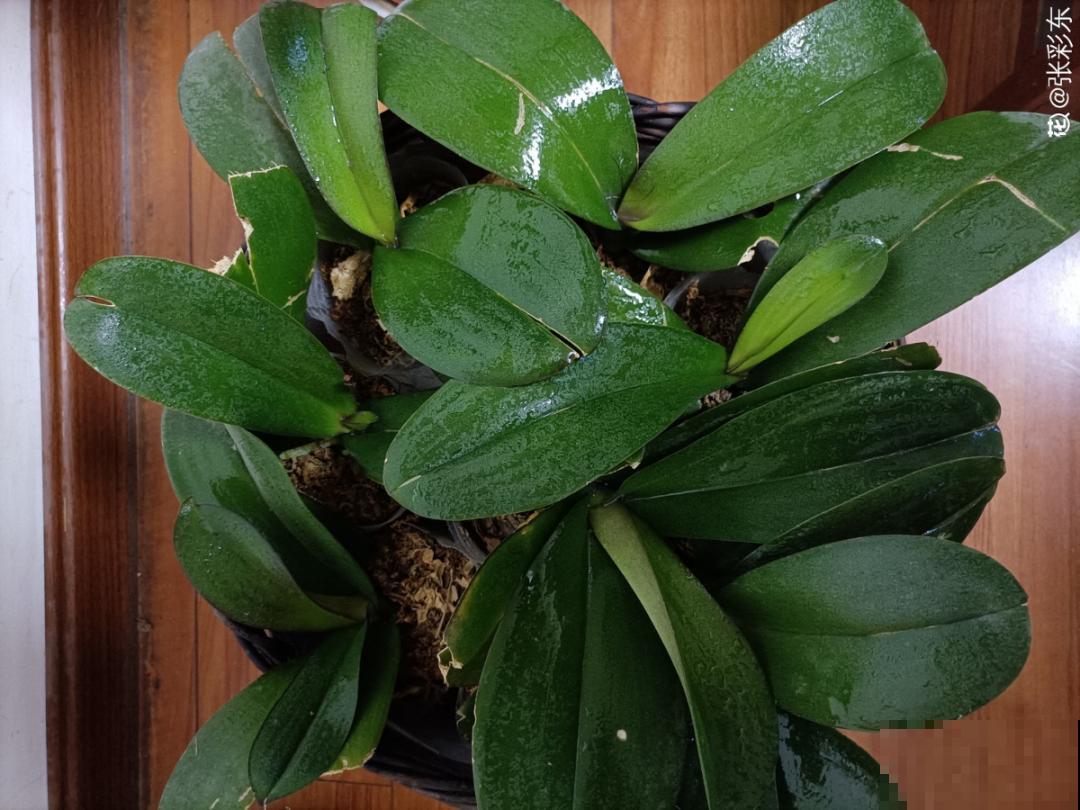 最怕晒的10种花,赶快搬进屋,否则会死掉 最怕晒的10种花,赶快搬进屋,否则会死掉