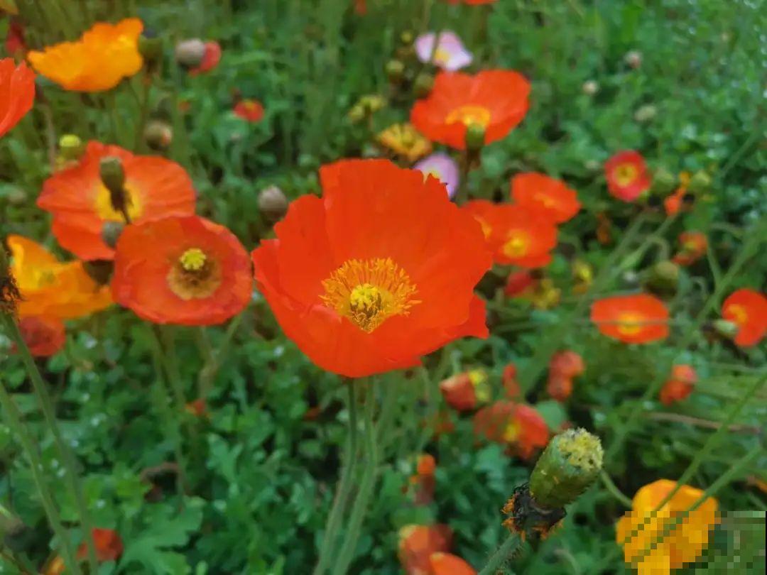 家里养盆“省心”花,自己开花自己结种,不用再买花种了 家里养盆“省心”花,自己开花自己结种,不用再买花种了