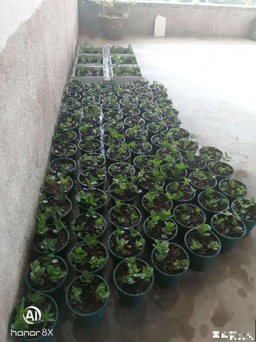 7种“落地生根”花,春天多插几棵,成活率特别高 7种“落地生根”花,春天多插几棵,成活率特别高