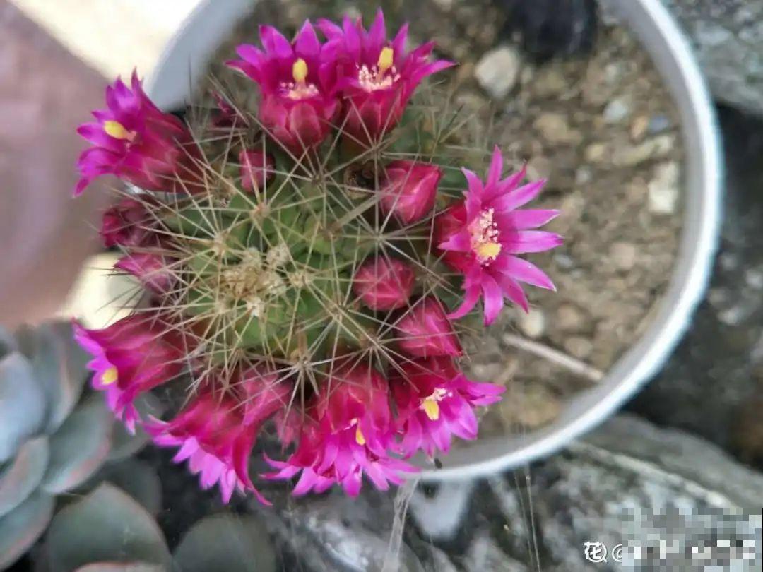 10种花夏天要休眠,必须控制浇水,不然全都浇死了 10种花夏天要休眠,必须控制浇水,不然全都浇死了