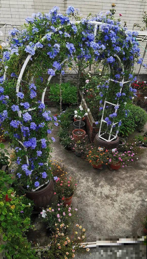 屋里种一棵爬藤花，夏天开花超旺，越热开花越多