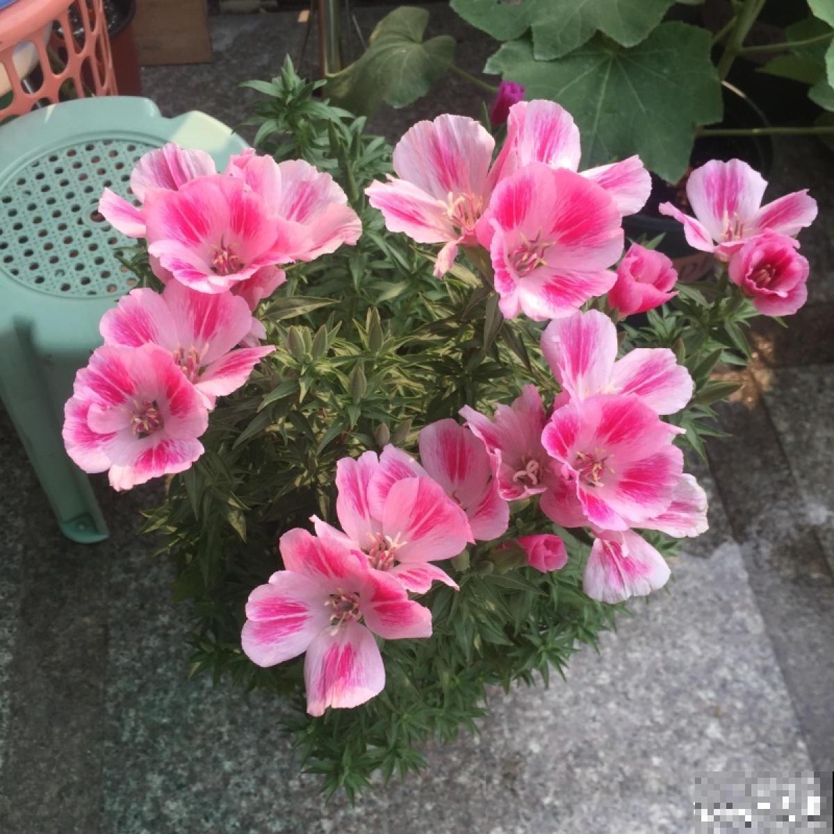 1种花名叫“古代稀”,撒把种子就开花,越养越上瘾 1种花名叫“古代稀”,撒把种子就开花,越养越上瘾