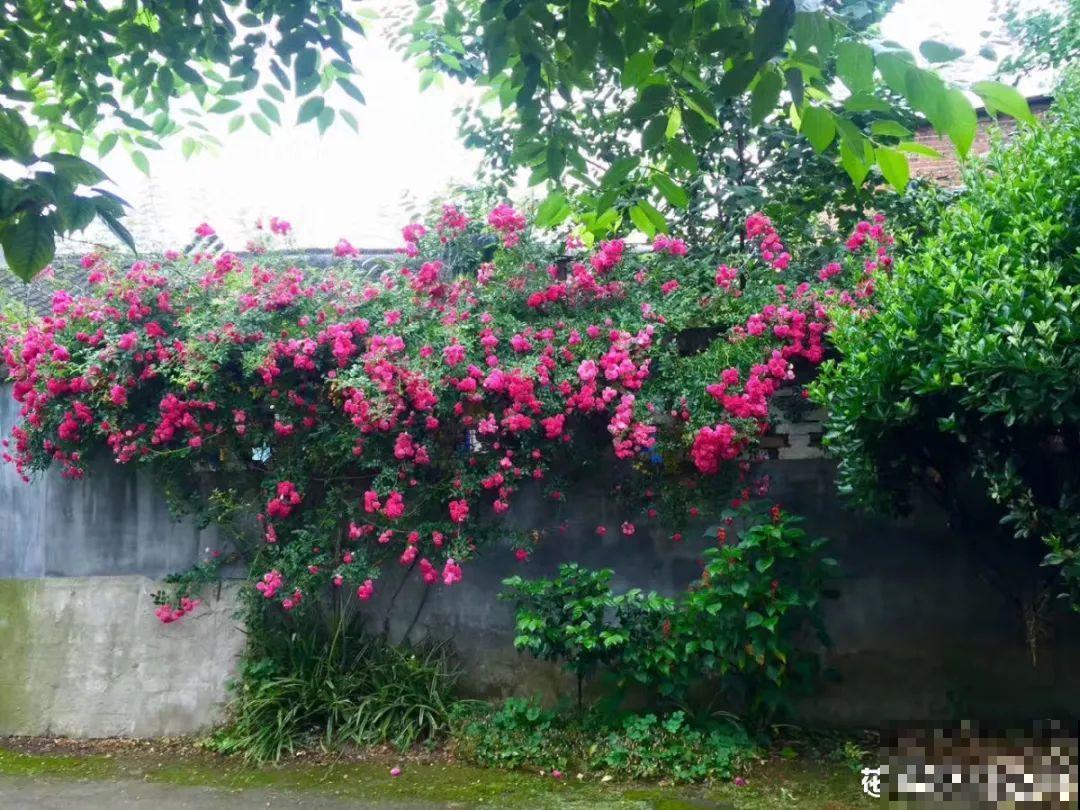 适合大门口养的花，开花时间要长，开花也要大气