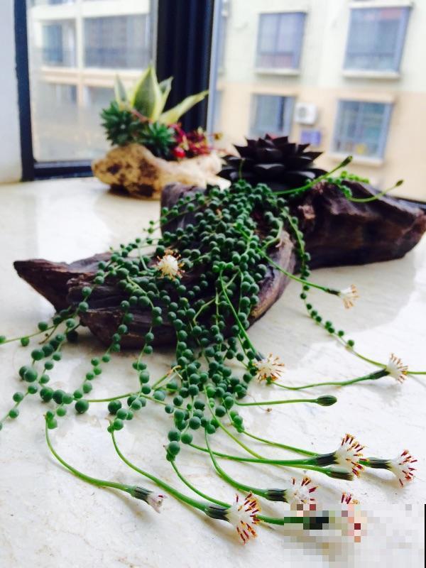 阳台上挂一盆垂吊花，养俩月就爆盆，繁殖能力也超