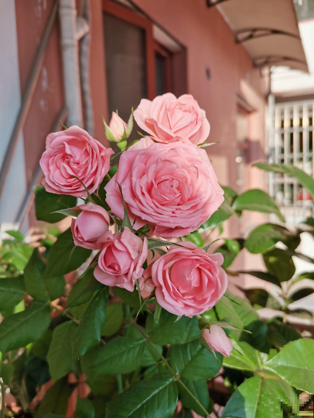 4种花一旦入了品种坑，钱包一天比一天薄，根本出不了坑