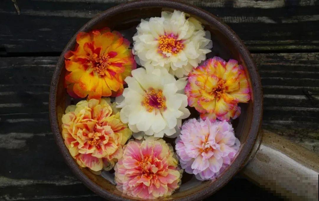 咋养都不死花,掐根枝剁10段,插土里就能爆开花 咋养都不死花,掐根枝剁10段,插土里就能爆开花