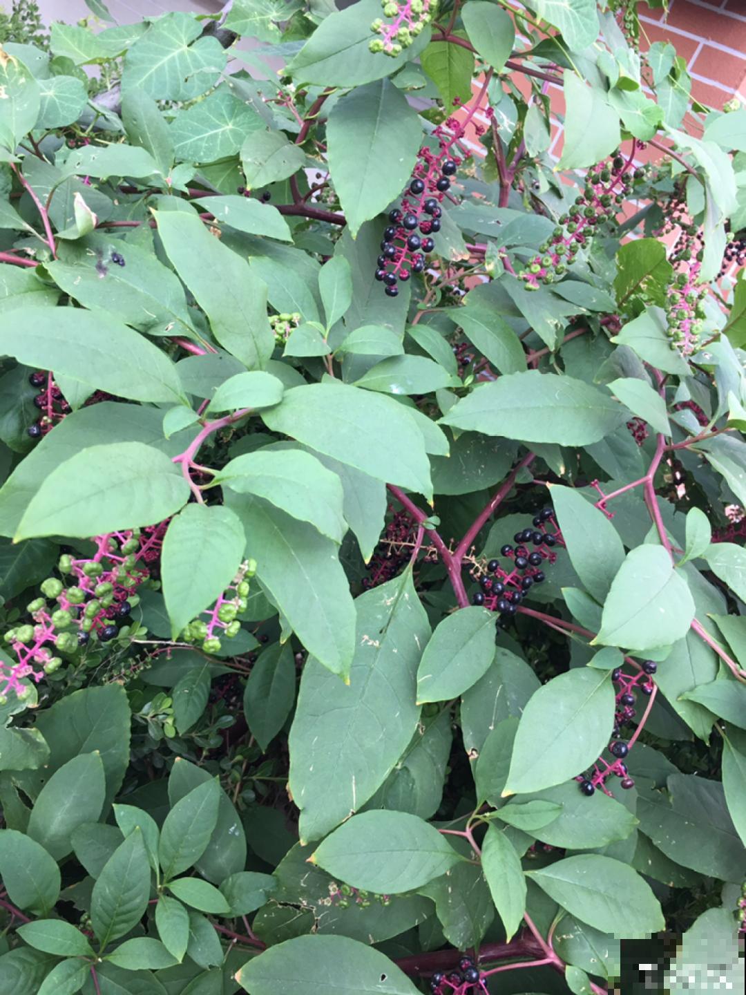 入侵植物太可怕，周围的草全被缠死，谨慎养护