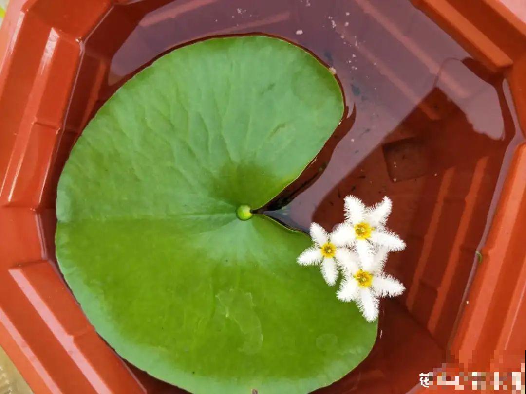 12种花真是太能生，叶子沾土就生根，实在太好活