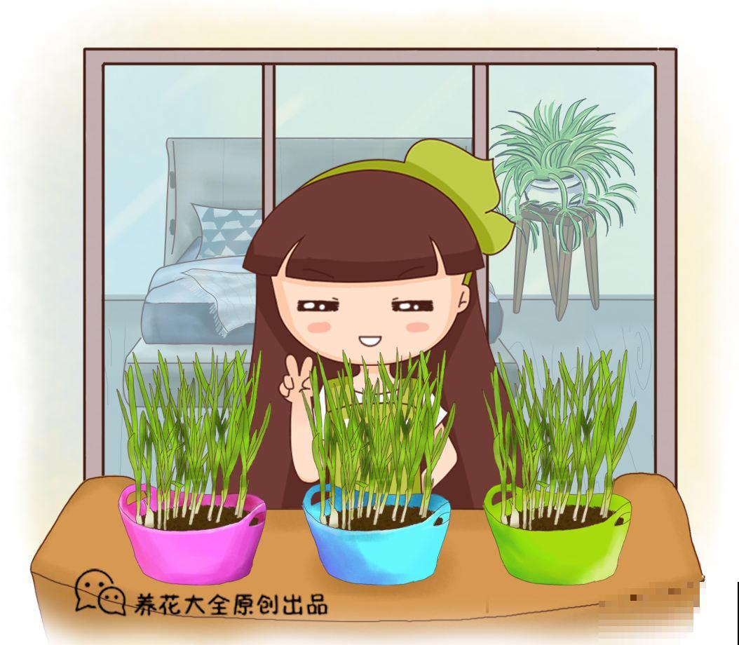 油菜适合种阳台,易成活,“秀色”还可餐! 油菜适合种阳台,易成活,“秀色”还可餐!