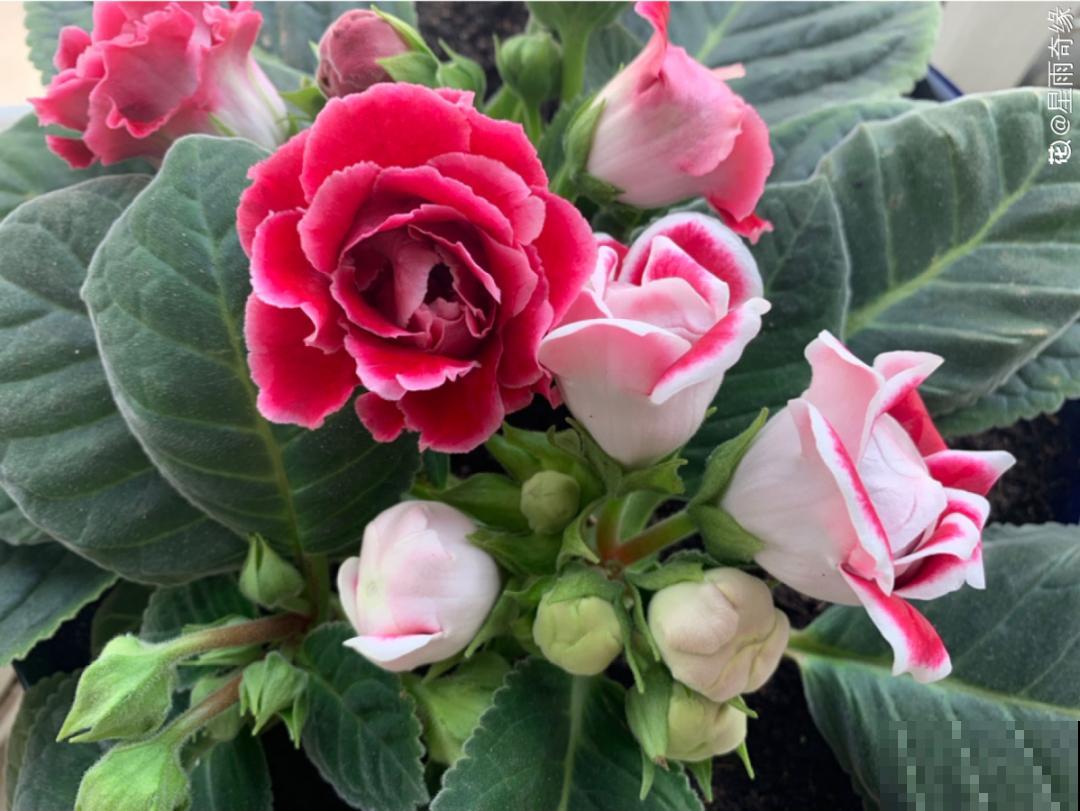 大岩桐特耐阴，每天一两个小时光照，一年开花上百天