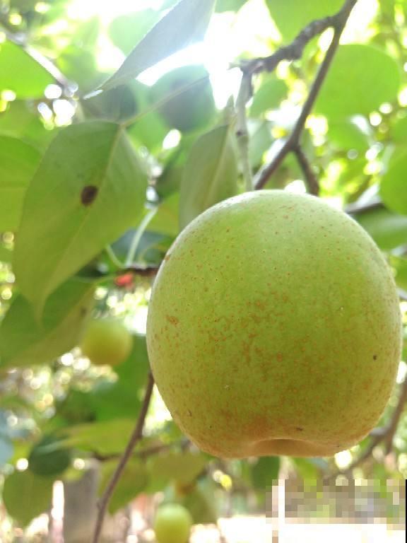 春季吃东西要注意,常见的酸性食物有两种,要少吃 春季吃东西要注意,常见的酸性食物有两种,要少吃