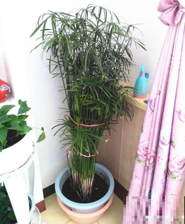 10种花夏天喝水多,多浇水,很快爆满一大缸 10种花夏天喝水多,多浇水,很快爆满一大缸