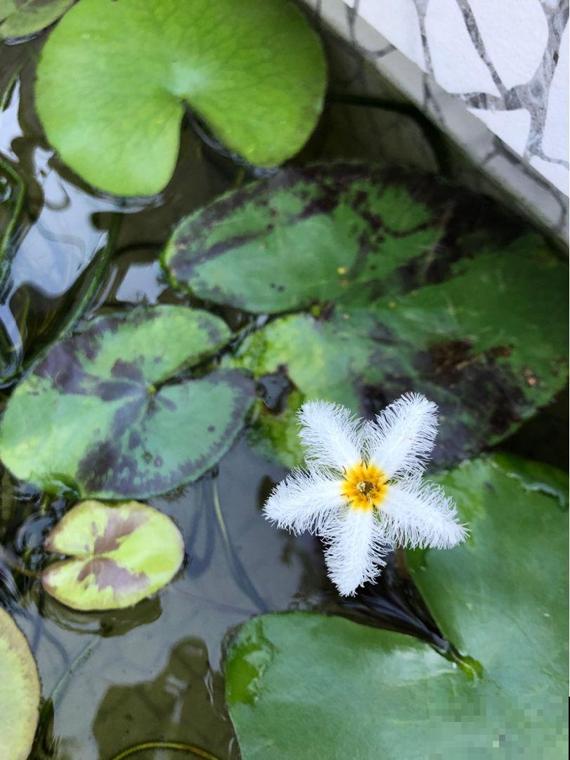 1种花只有1片叶,只需要一碗清水就能养,现在养到夏天长满缸! 1种花只有1片叶,只需要一碗清水就能养,现在养到夏天长满缸!