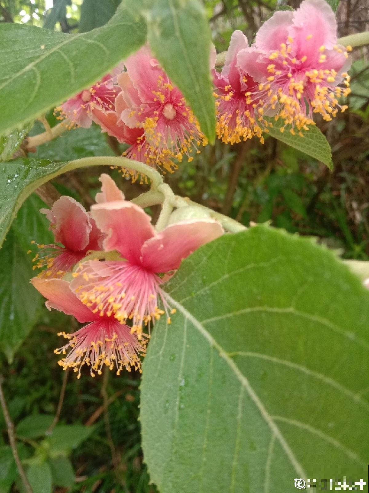 常见的水果树开花了，你见过几种？